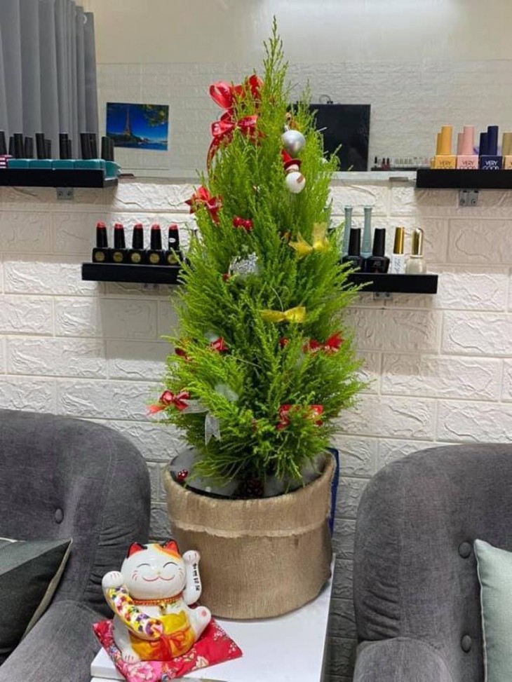 Hanoians keen to buy fresh pine trees as Christmas comes near - ảnh 8